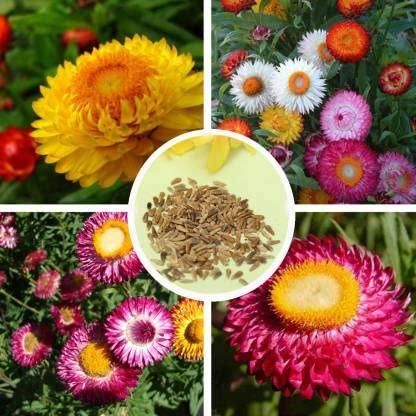 Acroclinium Mix Flower Seeds With Free Plant Growth Booster And Supplement