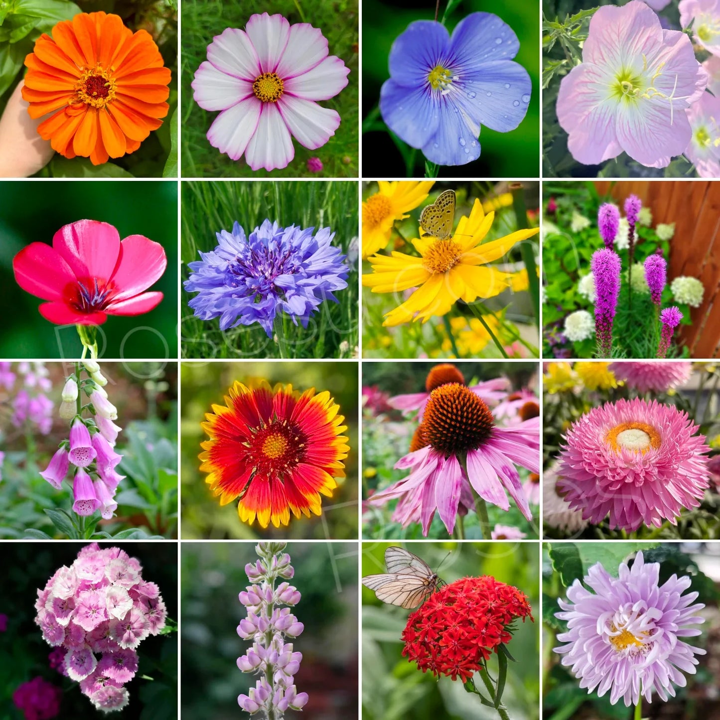 Acroclinium Mix Flower Seeds With Free Plant Growth Booster And Supplement