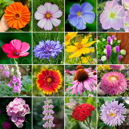 Acroclinium Mix Flower Seeds With Free Plant Growth Booster And Supplement
