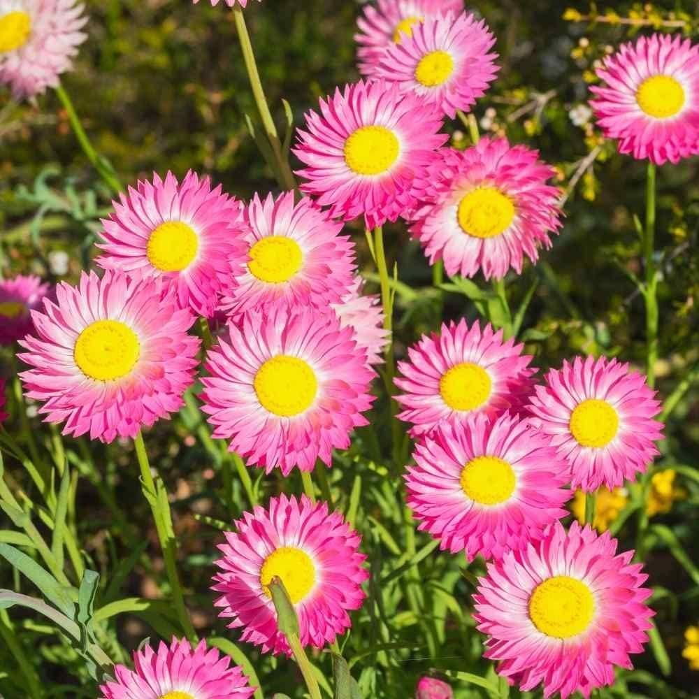 Acroclinium Mix Flower Seeds With Free Plant Growth Booster And Supplement