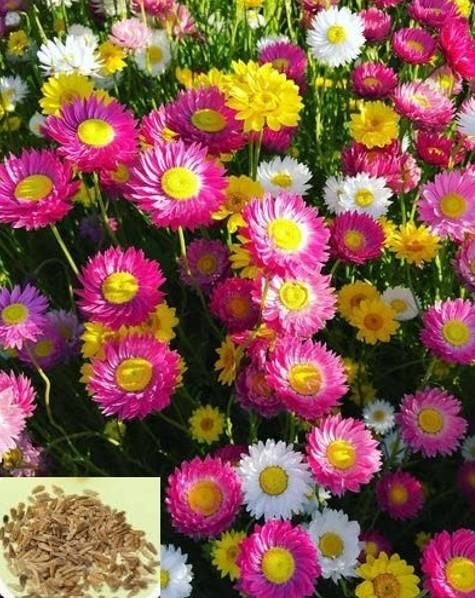 Acroclinium Mix Flower Seeds With Free Plant Growth Booster And Supplement