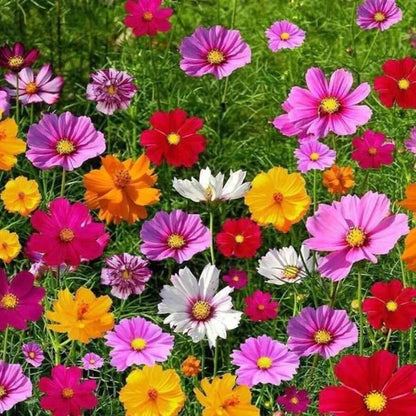 Acroclinium Mix Flower Seeds With Free Plant Growth Booster And Supplement