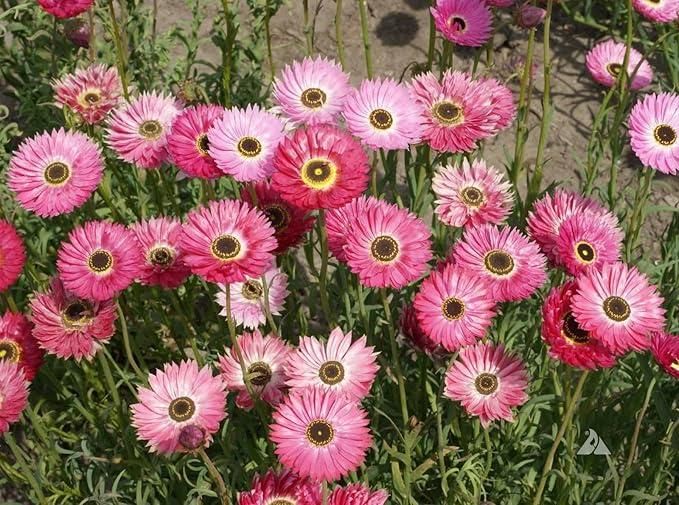 Acroclinium Mix Flower Seeds With Free Plant Growth Booster And Supplement