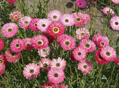 Acroclinium Mix Flower Seeds With Free Plant Growth Booster And Supplement