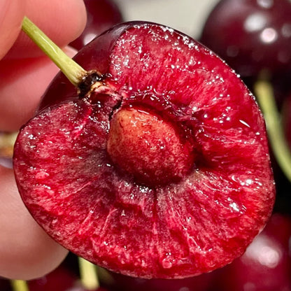 Cherrioxy™ Rainier Cherry Fruit Seeds (100 gms)