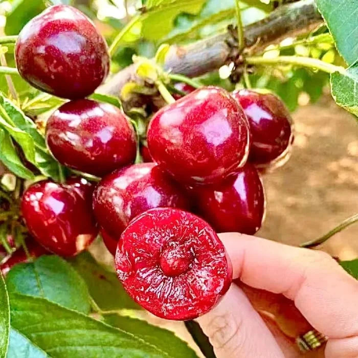 Cherrioxy™ Rainier Cherry Fruit Seeds (100 gms)