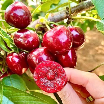 Cherrioxy™ Rainier Cherry Fruit Seeds (100 gms)